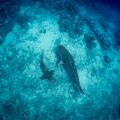 DCIM101GOPROGOPR4749.